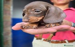 Teckel Miniatura perros en venta: Teckel chocolate  - Imagen 3