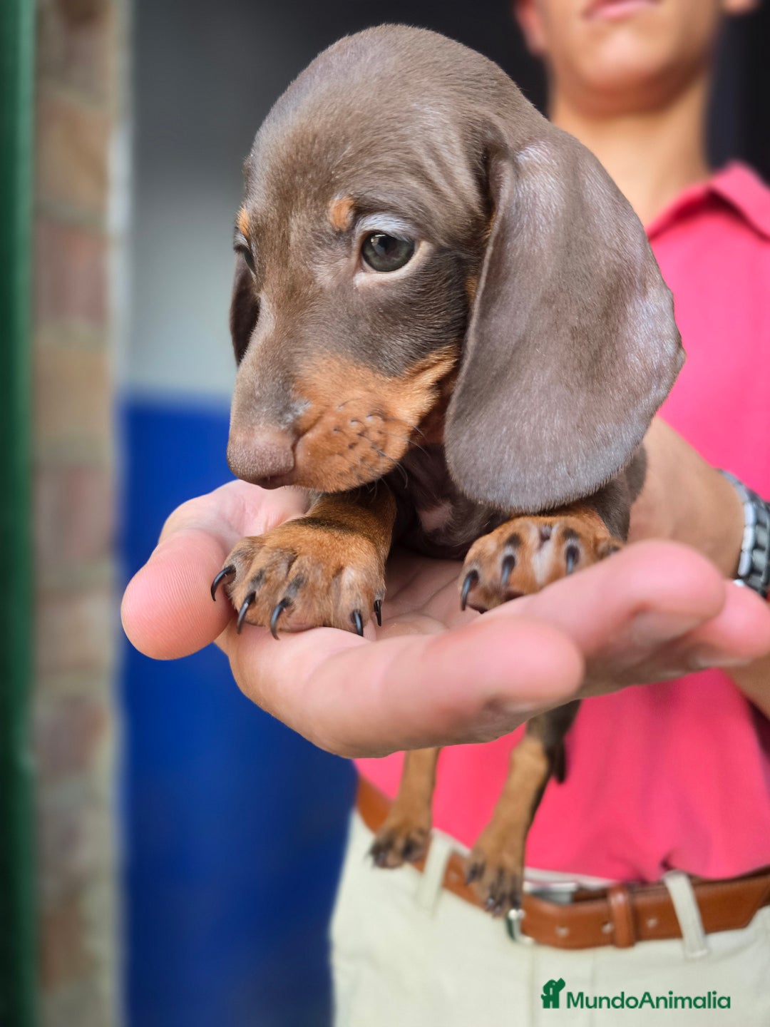 Teckel Miniatura perros en venta: Teckel chocolate  - Imagen 3