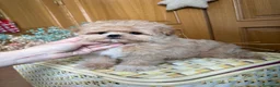 Maltipoo perros en venta: Maltipoo muy bonitos rasgos asiáticos!!! - Anuncio 5