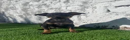 Ratón de Praga perros en venta: Impresionantes ratón de praga - Anuncio 5