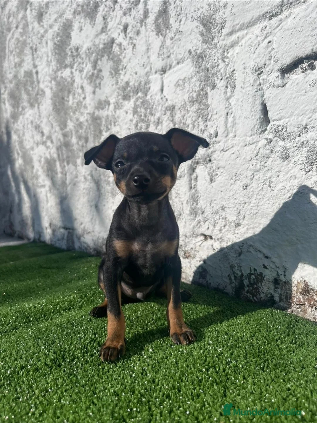 Ratón de Praga perros en venta: Impresionantes ratón de praga - Anuncio 5
