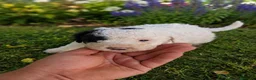 Perro de Agua Español perros en venta: Perros de agua  en Zaragoza - Anuncio 3