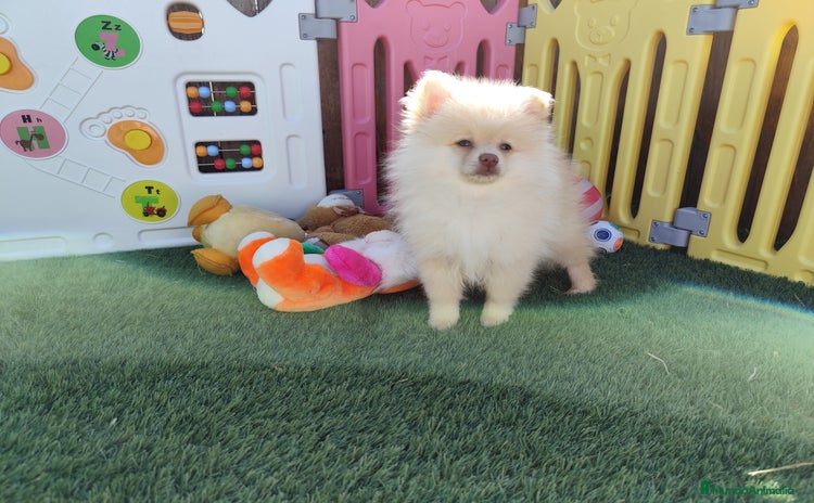 Pomerania perros - Anuncio 11