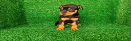 Pinscher Miniatura perros en venta: Pincher miniatura  - Anuncio 17