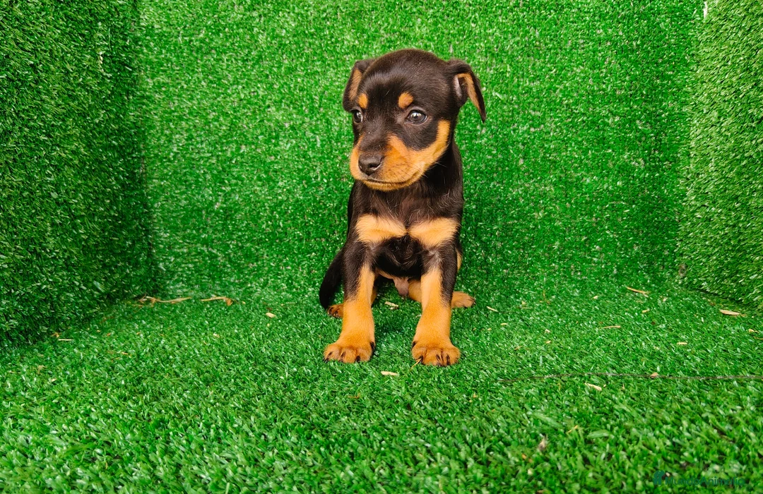 Pinscher Miniatura perros en venta: Pincher miniatura  - Anuncio 17