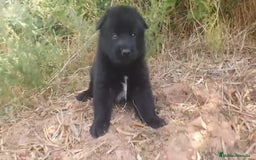 Perro Lobo Checoslovaco perros en venta: Perro lobo bajo contenido - Imagen 5