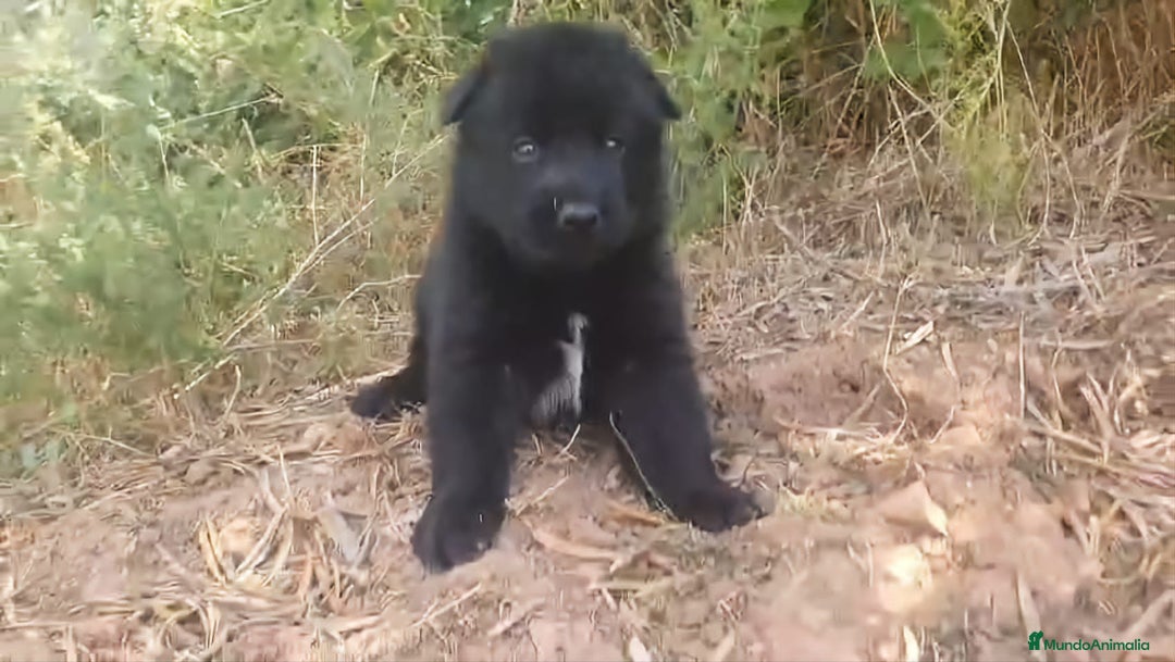 Perro Lobo Checoslovaco perros en venta: Perro lobo bajo contenido - Imagen 5