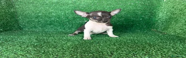 Chihuahua 3
