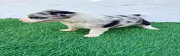 Border Collie perros en venta: Border Collie merle blue - Anuncio 2