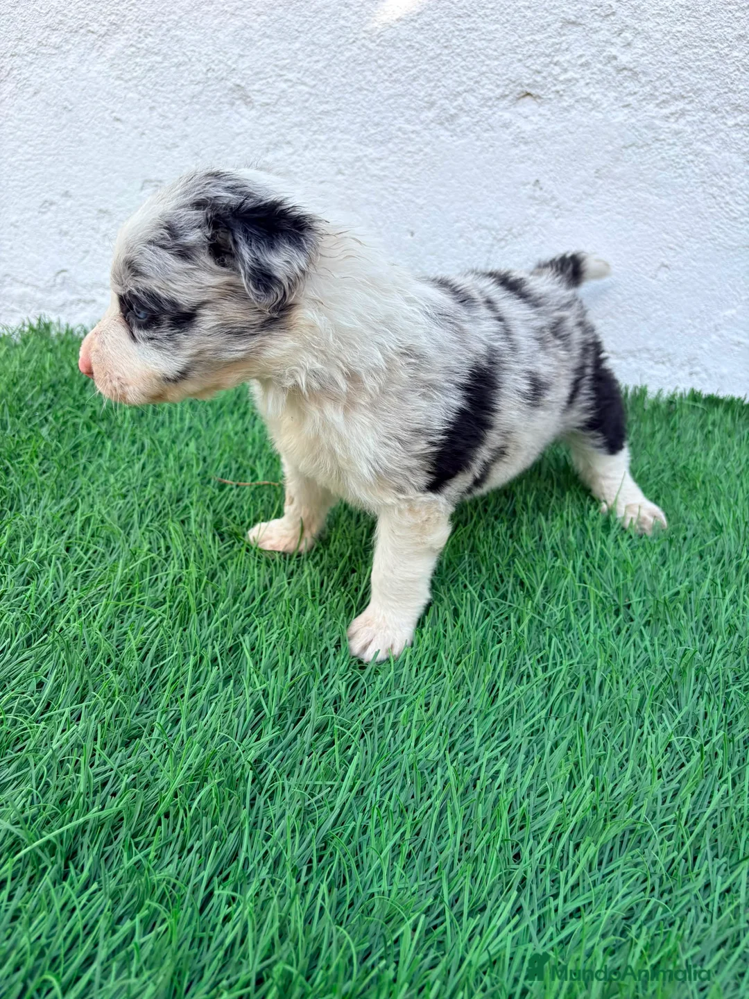 Border Collie perros en venta: Border Collie merle blue - Anuncio 2
