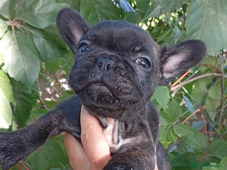 Bulldog Francés perros - Anuncio 4