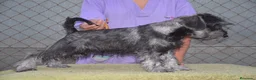 Schnauzer Miniatura perros en venta: Schnauzer miniatura sal y pimienta - Anuncio 1