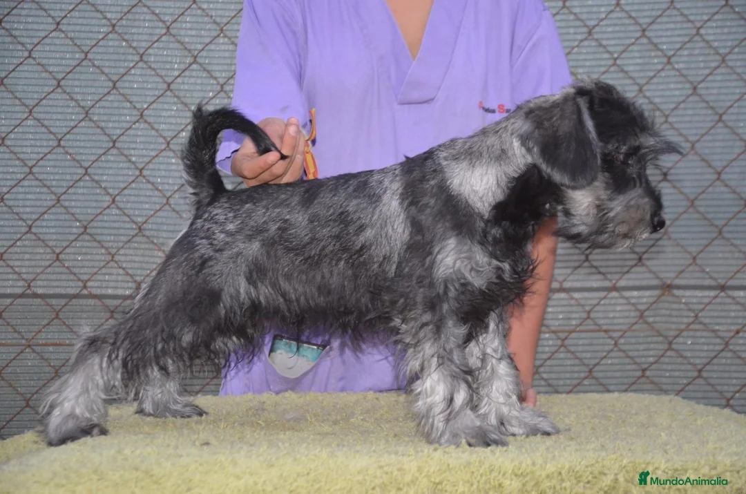 Schnauzer Miniatura perros en venta: Schnauzer miniatura sal y pimienta - Anuncio 1