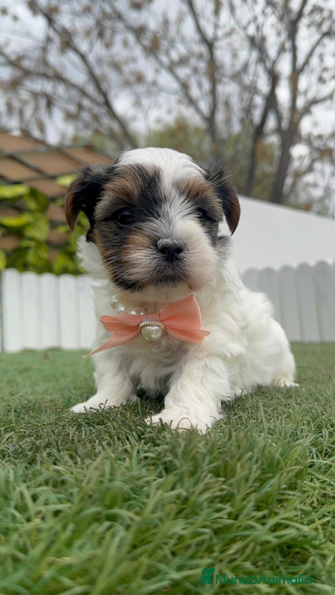 Yorkshire Terrier perros en venta: YORKSHIRE BIEWER HEMBRA - Anuncio 12