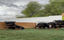 Pinscher Miniatura perros en venta: Pinscher - Imagen 40