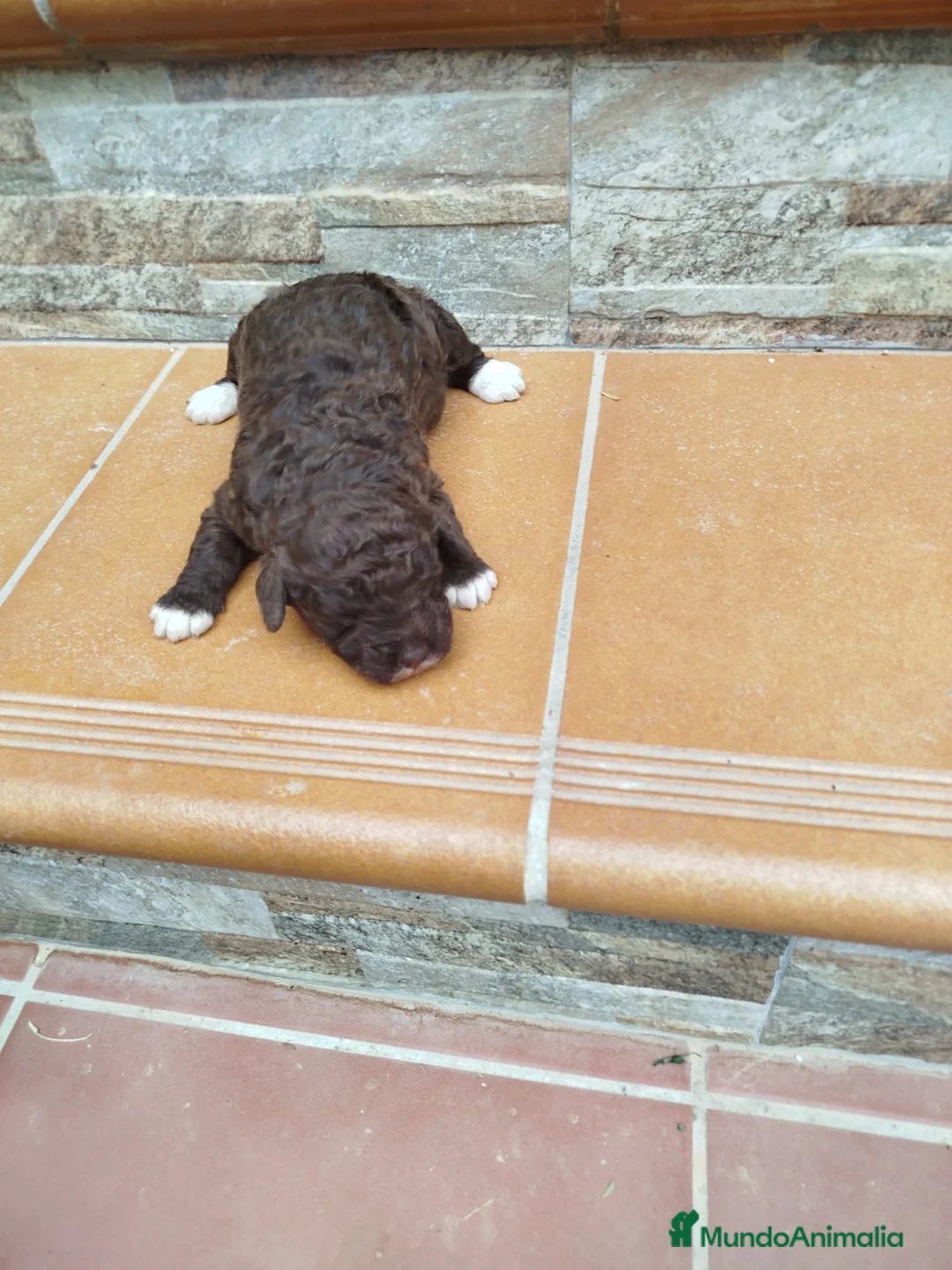 Perro de Agua Español perros en venta: Perra de agua  - Anuncio 2