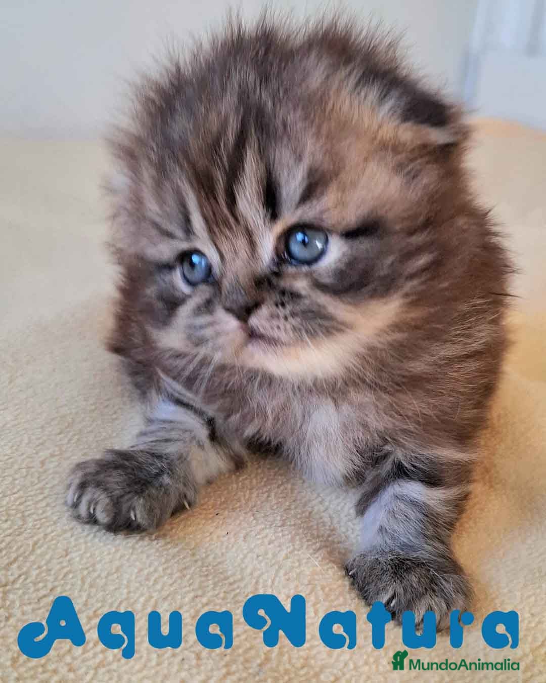 Scottish Fold gatos Scottish Fold Hembra - AQUANATURA en Barcelona - Anuncio 6