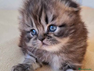 Scottish Fold gatos en Barcelona - Anuncio 20