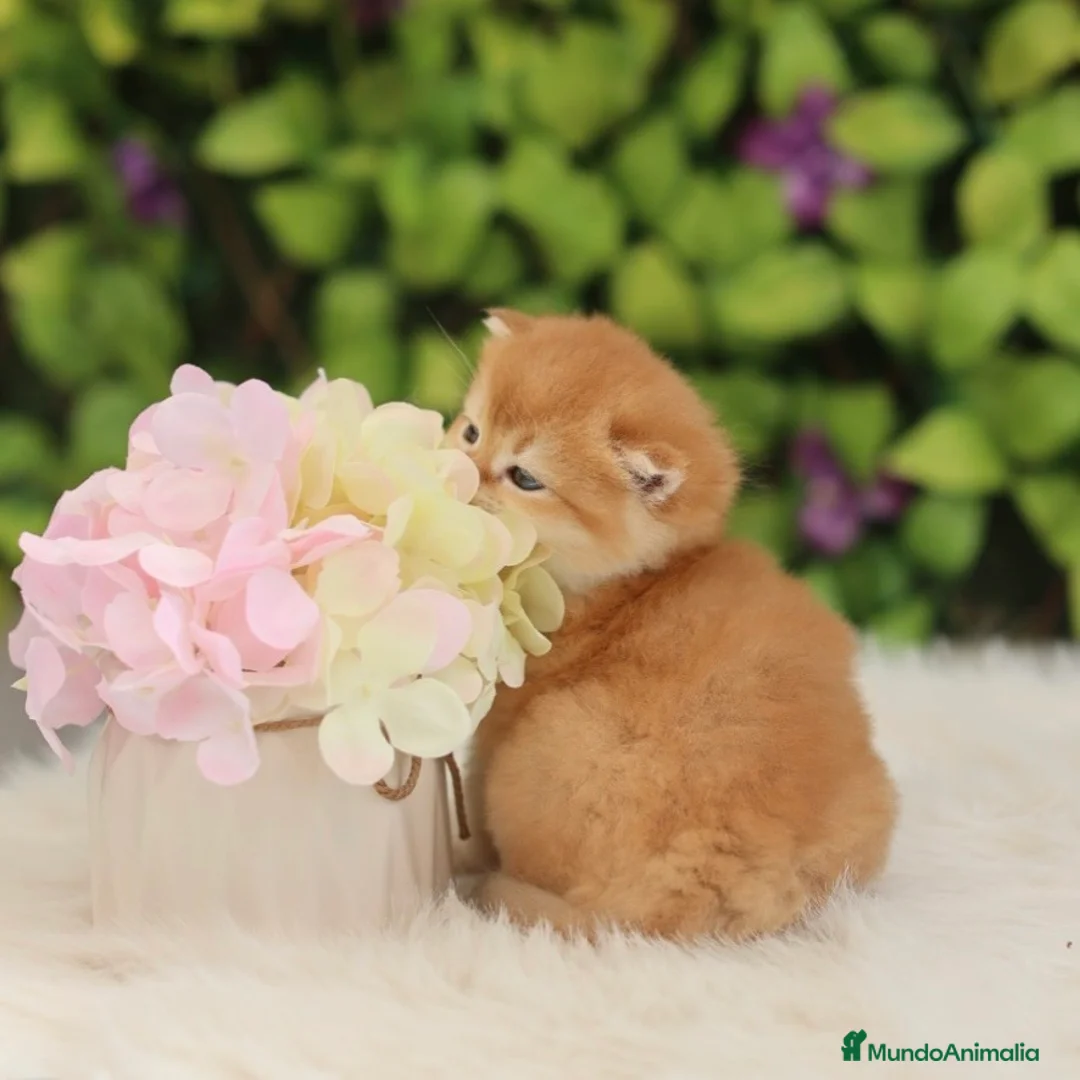 Británico de Pelo Corto gatos en venta: British Short Hair  - Anuncio 2