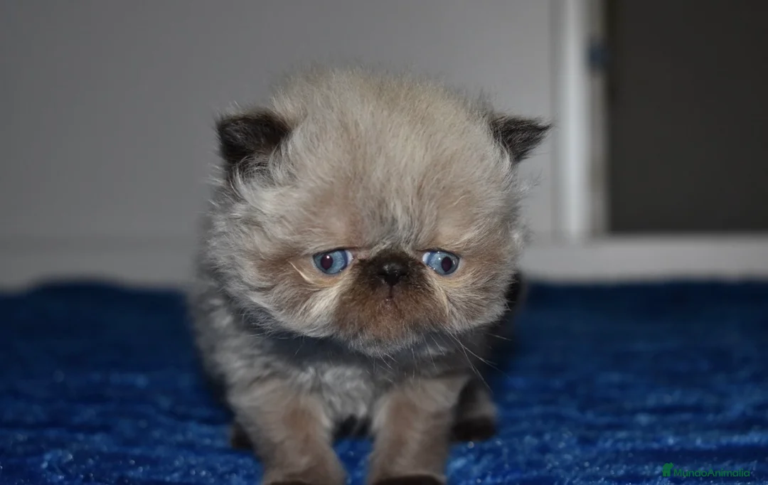 Himalayo gatos en venta: GATITOS PERSAS HIMALAYOS  en Toledo - Anuncio 6