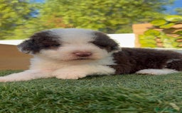 Perro de Agua Español perros en venta: PERRO DE AGUA macho - Imagen 18