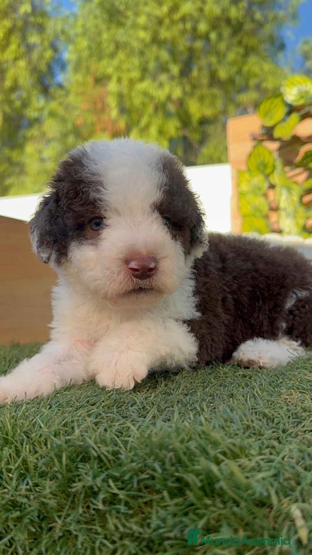 Perro de Agua Español perros en venta: PERRO DE AGUA macho - Imagen 18