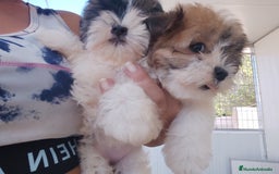 Raza Mixta perros en venta: Cachorrita Malvi - Imagen 2