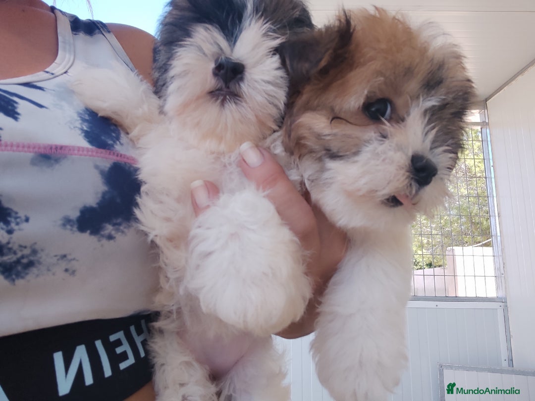 Raza Mixta perros en venta: Cachorrita Malvi - Imagen 2
