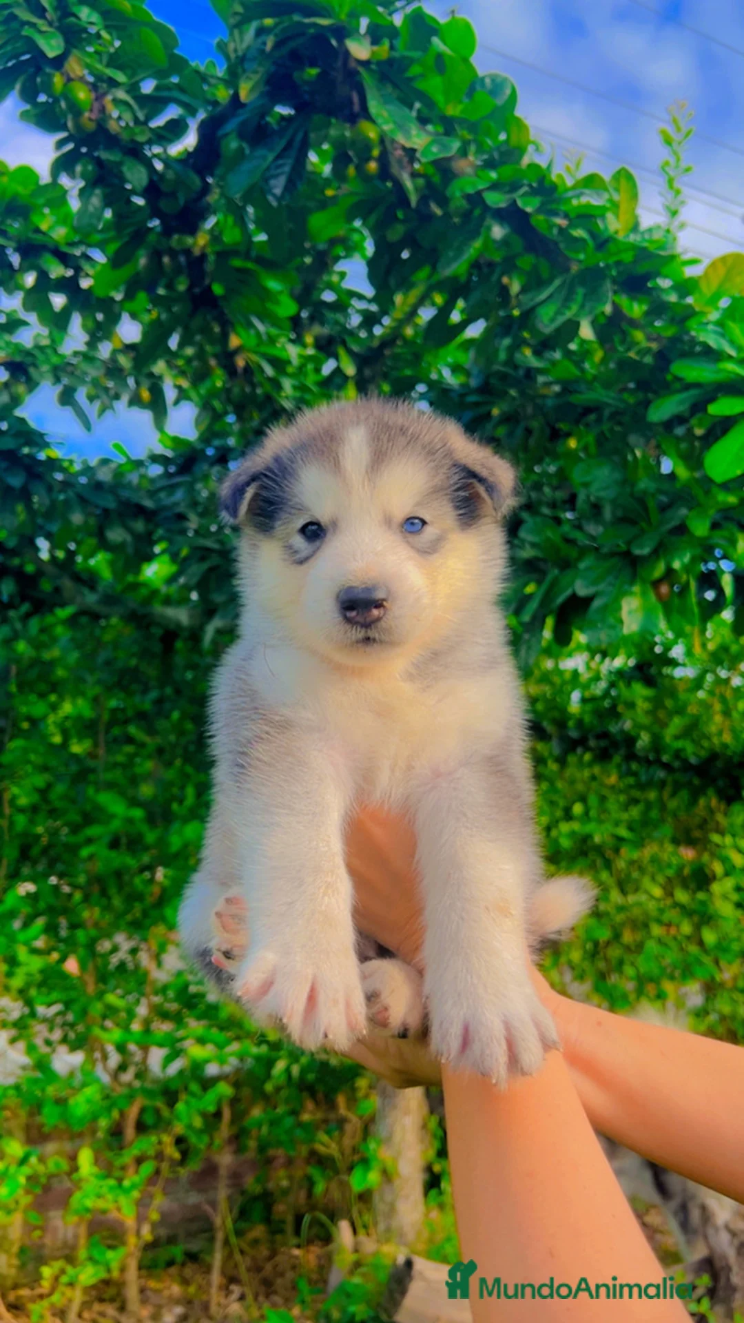 Husky Siberiano perros en venta: HUSKY SIBERIANO ( CACHORROS )  - Anuncio 5