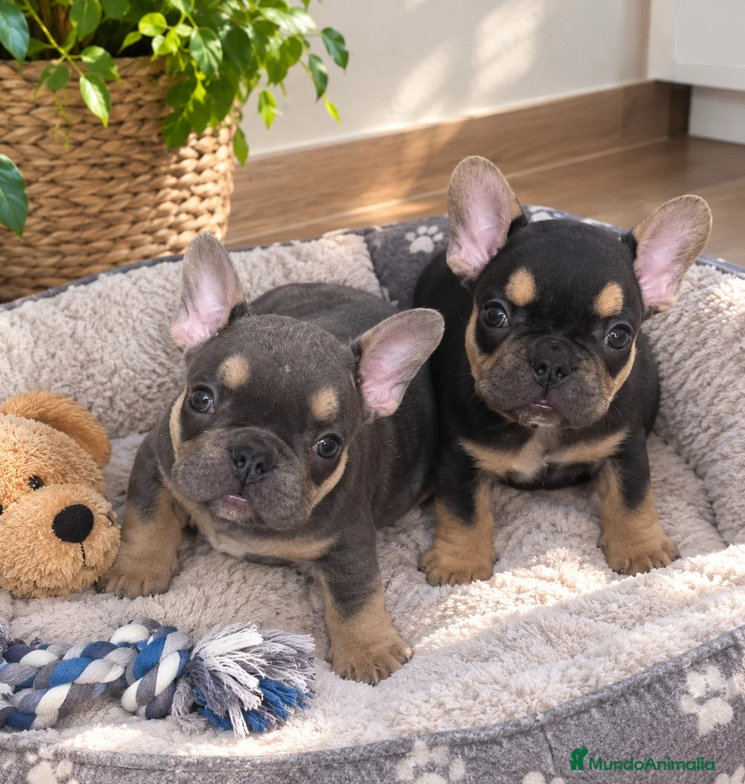 Bulldog Francés perros en venta: PRECIOSAS HEMBRAS TOY EXÓTICAS  - Anuncio 1