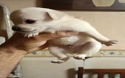 Chihuahua perros en venta: 2 chihuahuas toy - Imagen 2