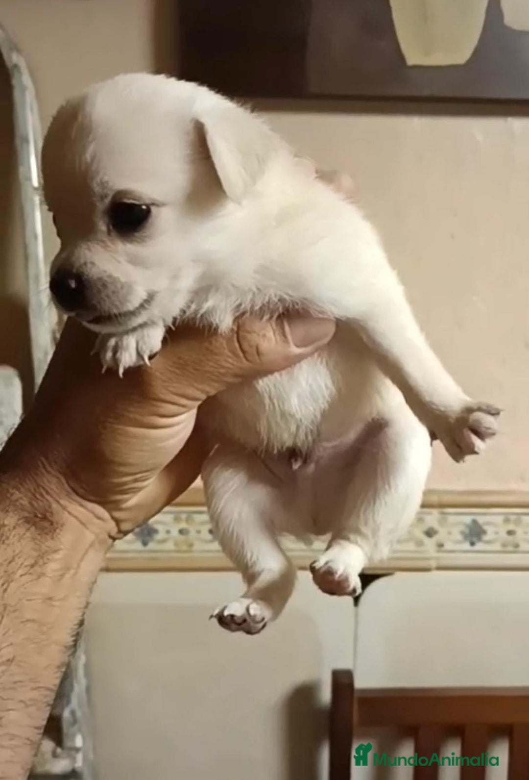 Chihuahua perros en venta: 2 chihuahuas toy - Imagen 2