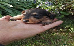 Teckel perros en venta: Teckel de pelo duro  - Imagen 3