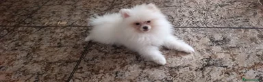 Pomerania 1