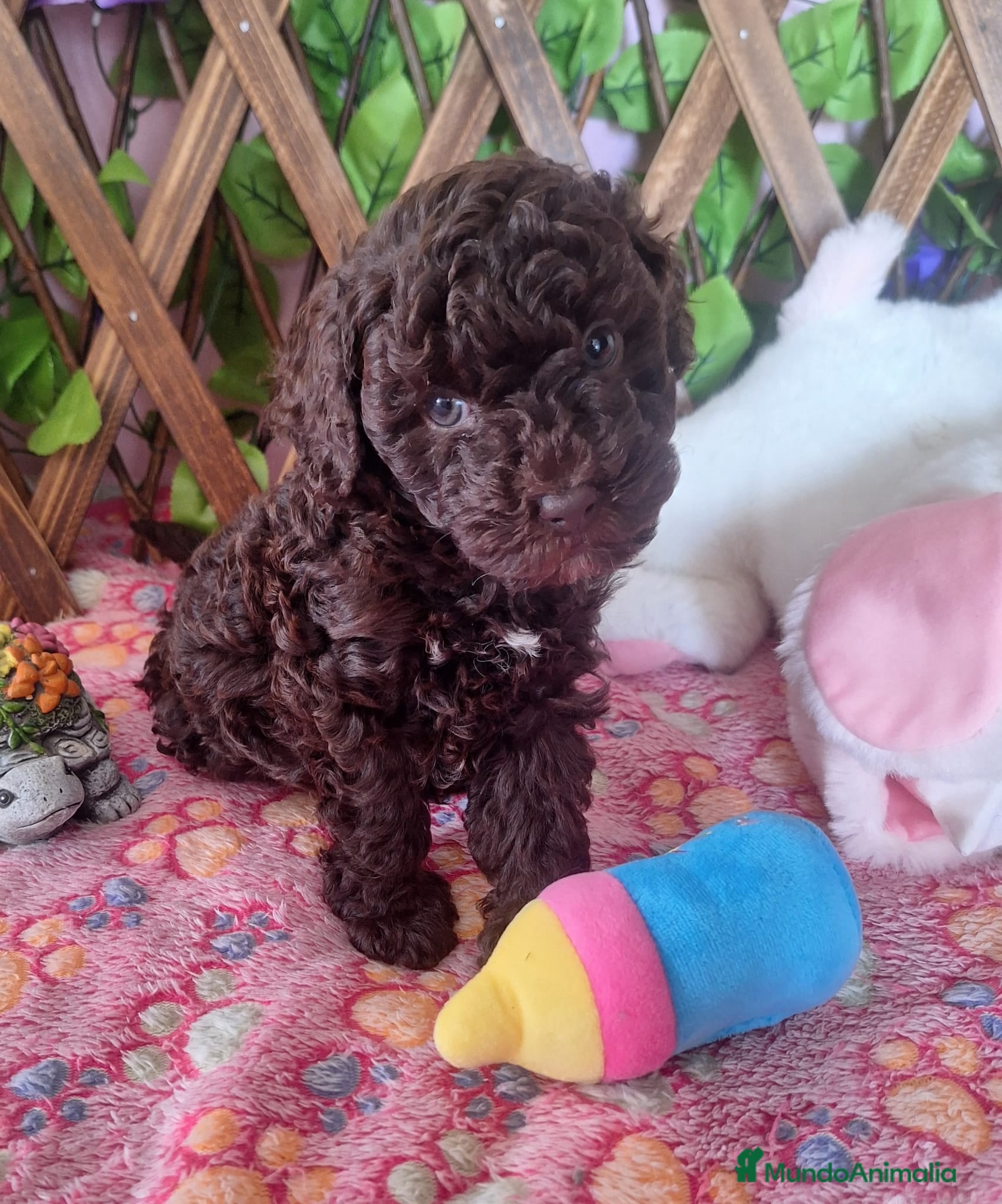 Caniche Enano perros Cachorros Caniche Enanos  - Anuncio 1