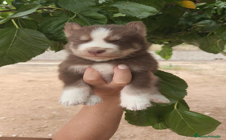Husky Siberiano perros - Propaganda 1