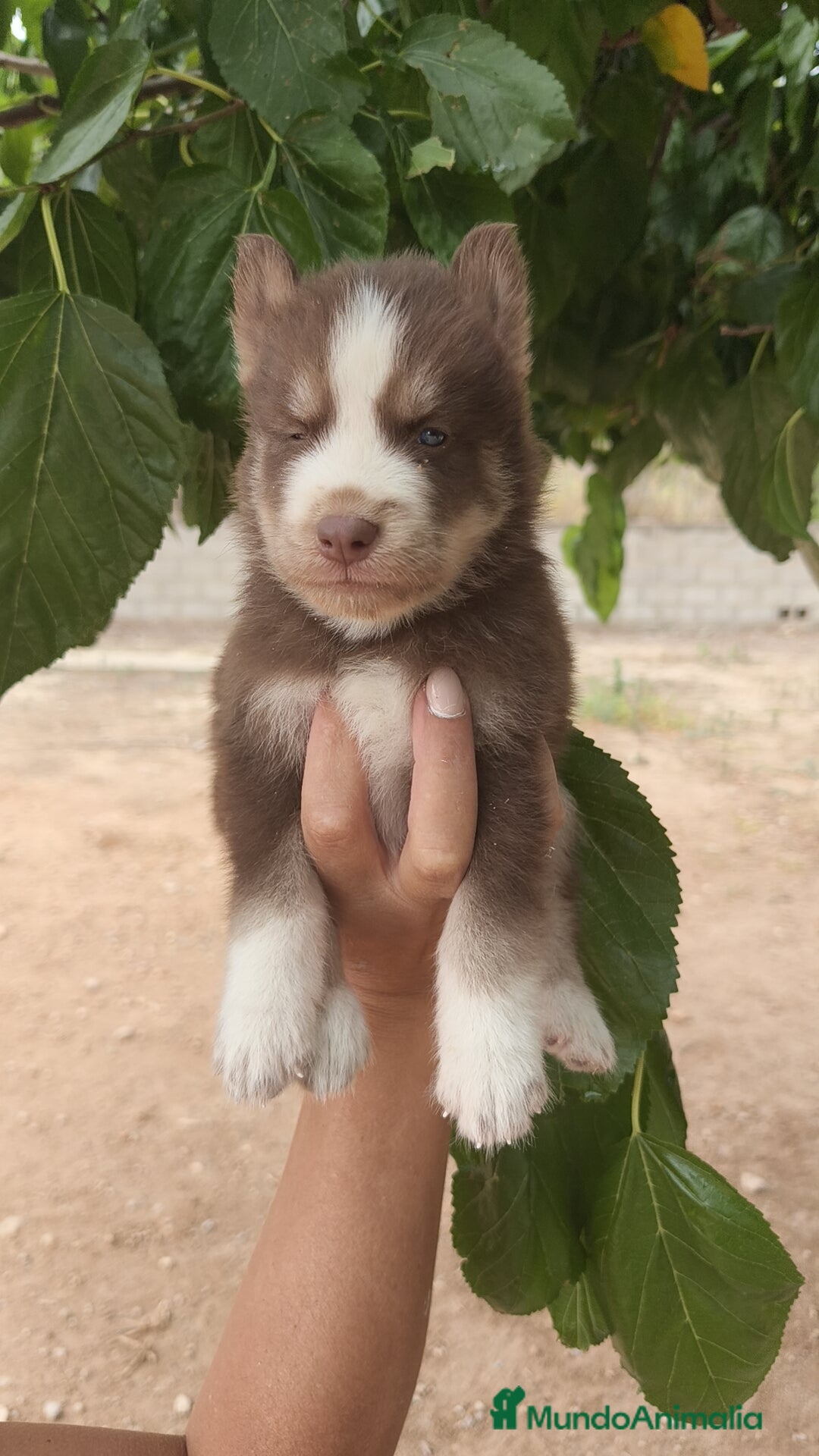 Husky Siberiano perros en venta: Husky  - Imagen 1