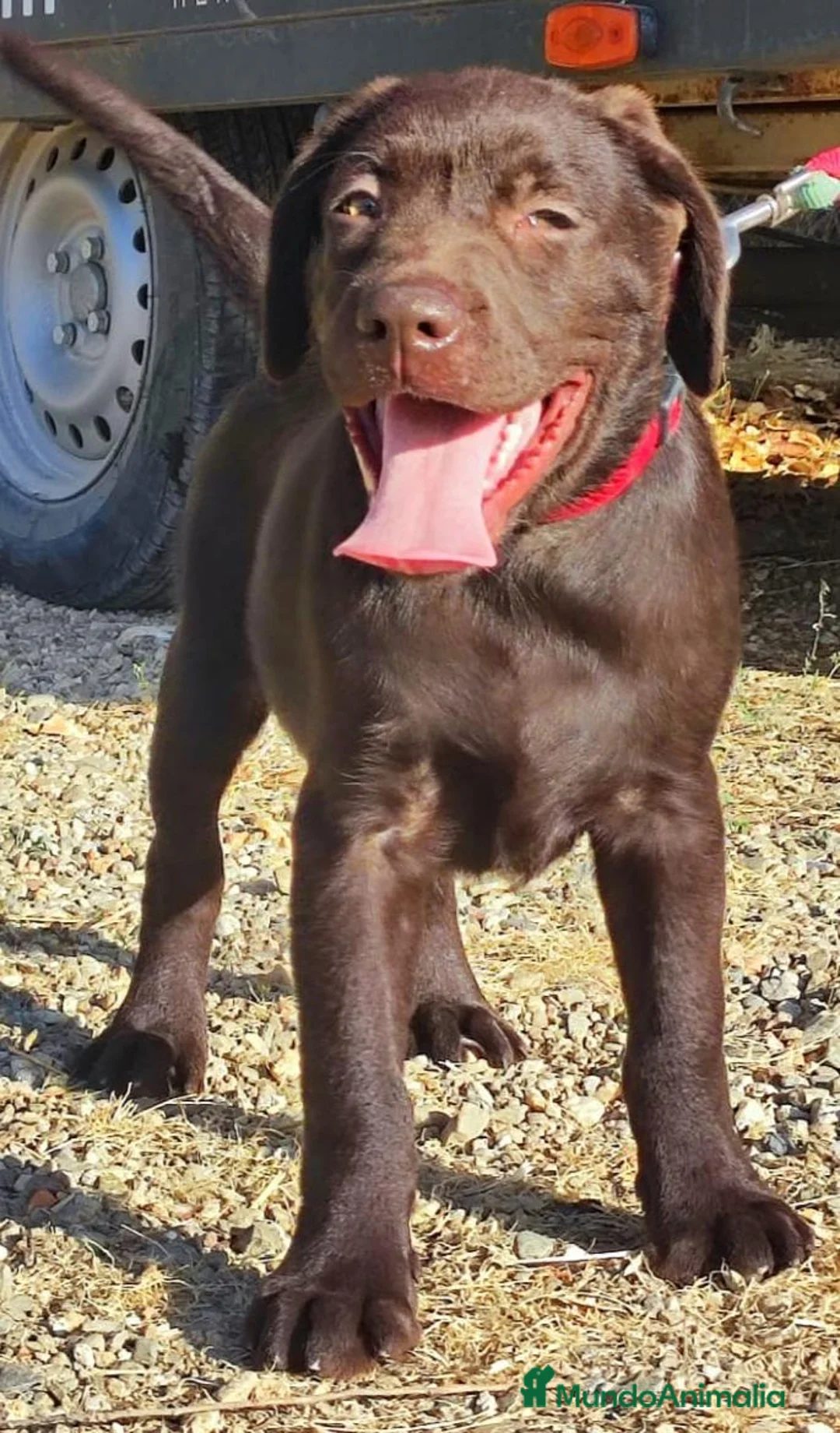 Labrador Retriever perros en venta: Camada de labradores chocolate  - Anuncio 2