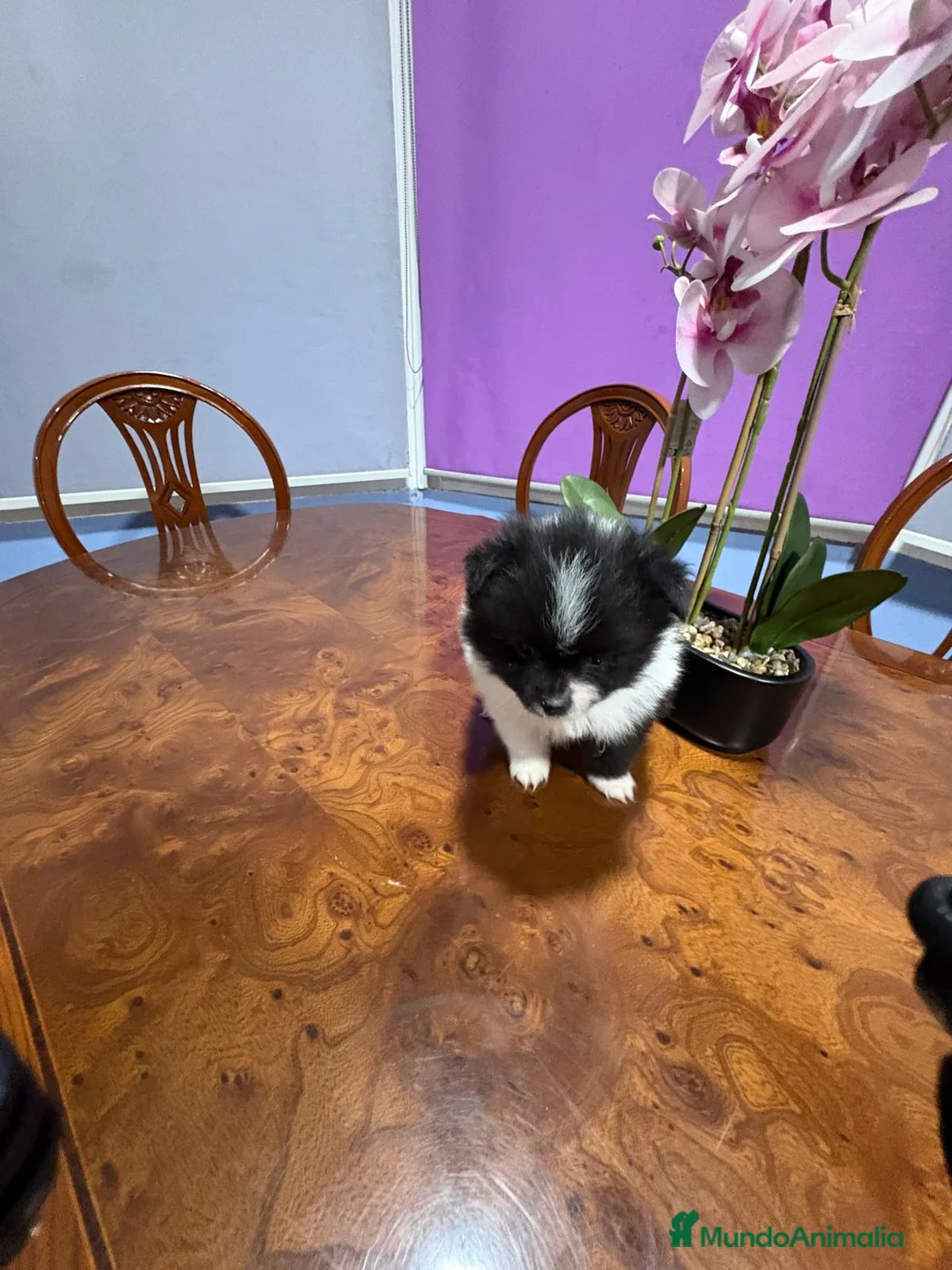 Pomerania perros en venta: Lulu Pomerania toy Party se llama Pinto - Anuncio 5