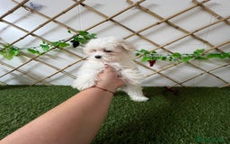 Bichón Maltés perros en venta: BICHON MALTES - Imagen 1