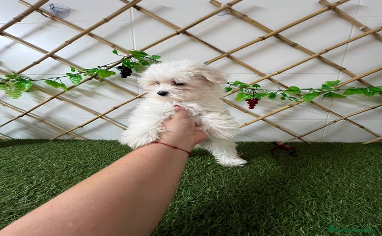 Bichón Maltés perros - Anuncio 14