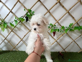Bichón Maltés perros - Anuncio 40
