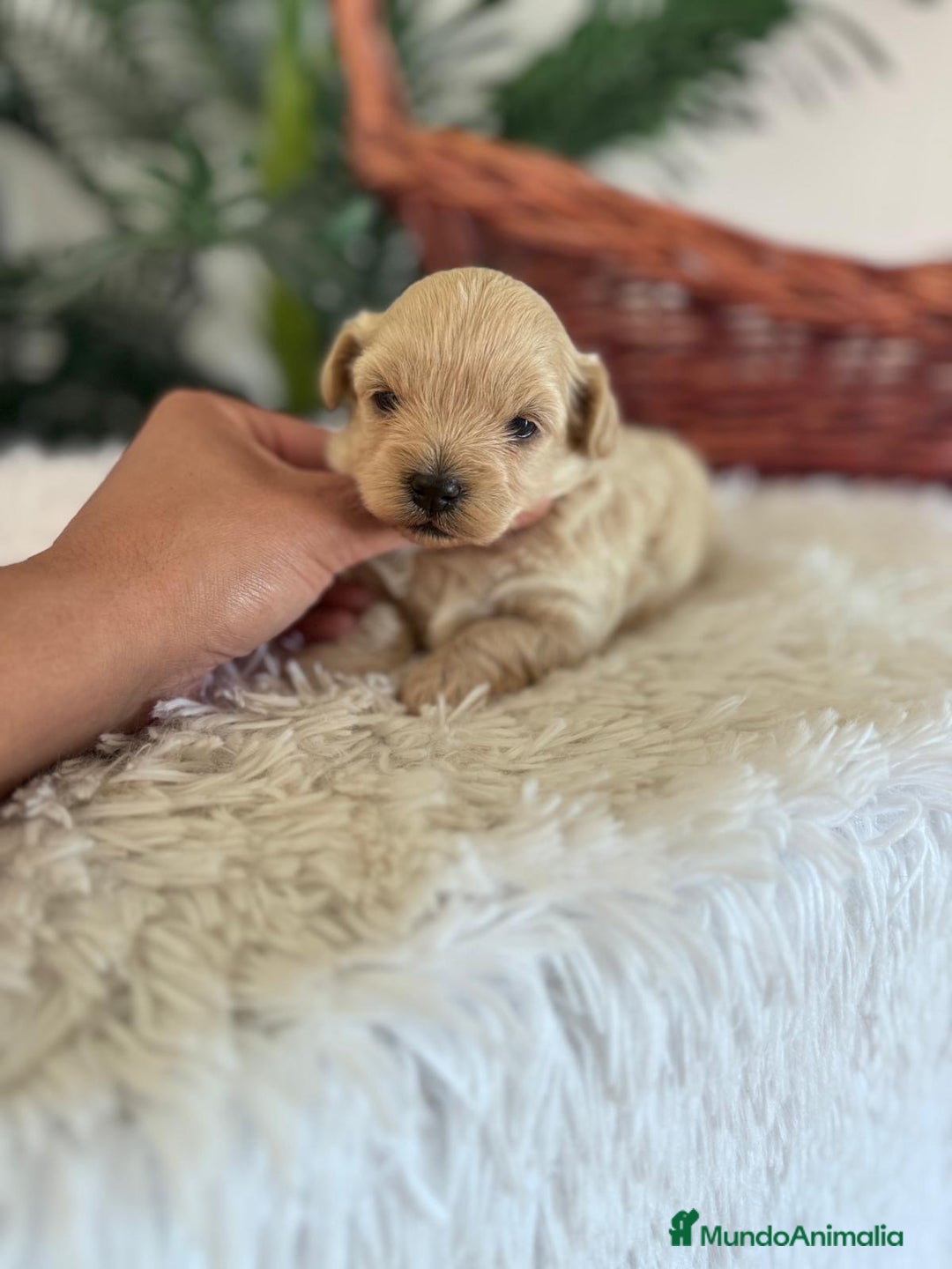 Maltipoo perros en venta: MALTIPOO MACHO - Imagen 35