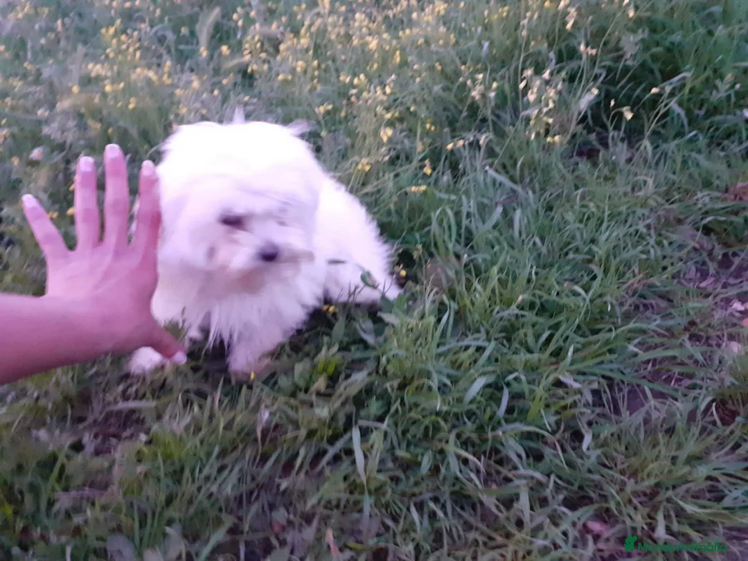 Bichón Maltés perros en venta: Bichón maltés línea americana en Badajoz - Anuncio 2