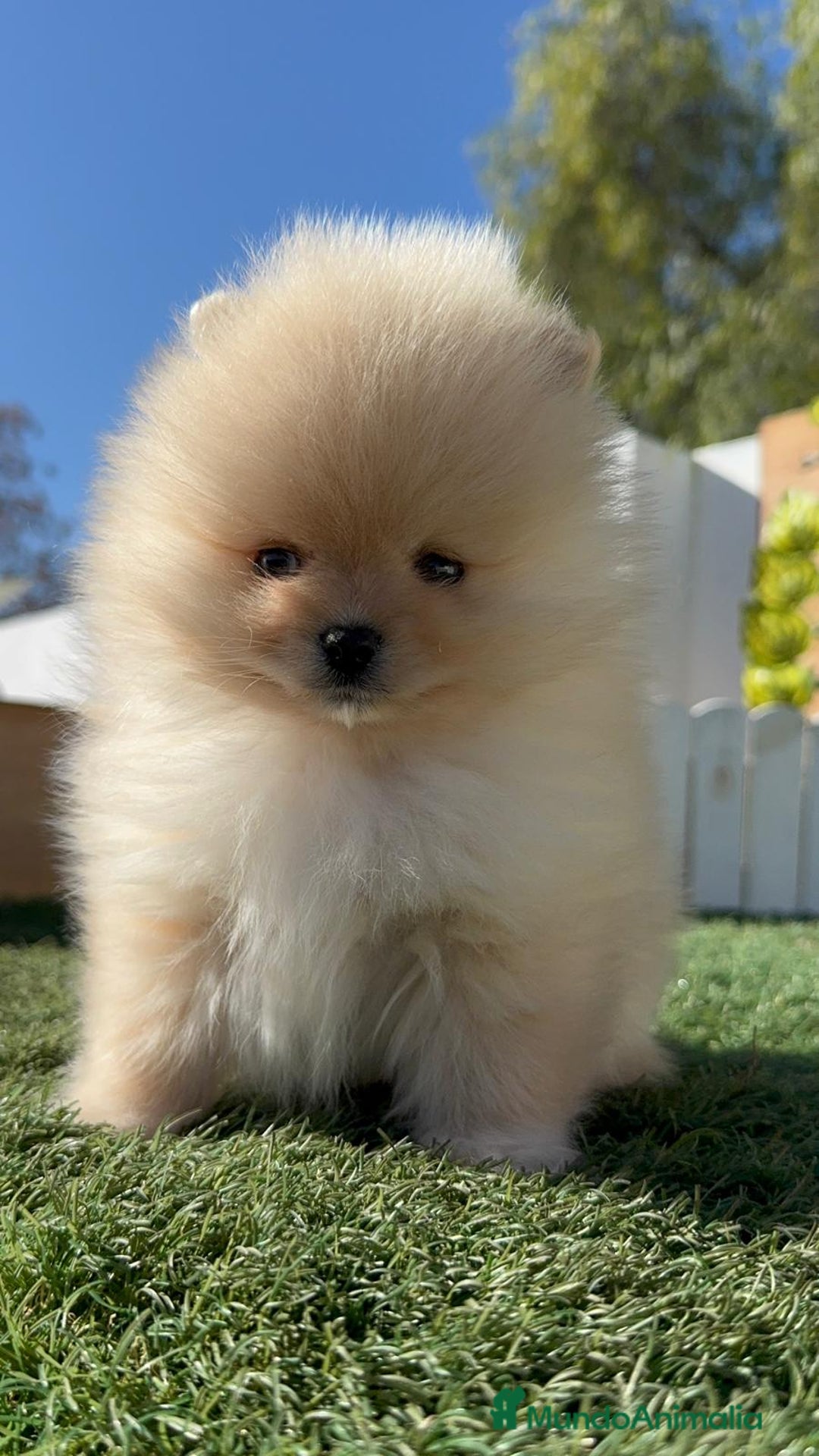 Pomerania perros en venta: POMERANIA CARITA DE OSITO - Anuncio 4