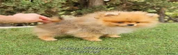 Pomerania perros en venta: Pomeranias calidad excepcional en Málaga - Anuncio 13