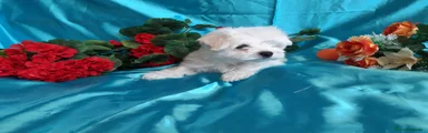 Bichón Maltés Cachorro 2