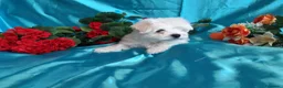 Bichón Maltés perros en venta: PRECIOSOS BICHON MALTES  LINEA TOY  - Anuncio 19