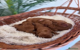 Cocker Spaniel Inglés perros en venta: COCKER SPANIEL INGLES - Imagen 13