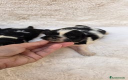 Shih Tzu perros en venta: Shitzu toy 🐾💙💙 - Imagen 4